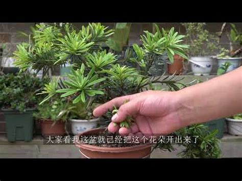 羅漢松開花風水|【羅漢松開花】驚艷！羅漢松也能開花！三年一開的仙。